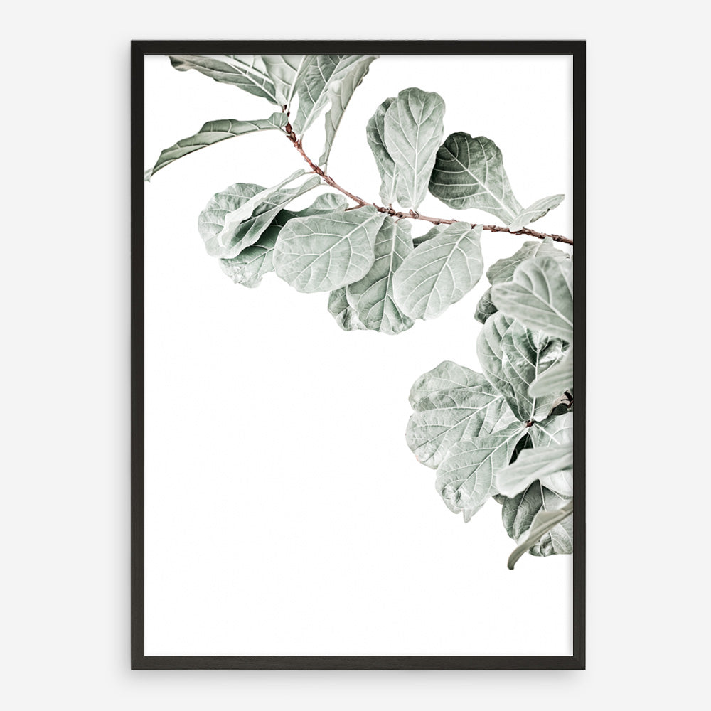 Shop Fiddle-Leaf Fig Photo Art Print a floral themed photography wall art print from The Print Emporium wall artwork collection - Buy Australian made fine art poster and framed prints for the home and your interior decor room, TPE-523-AP