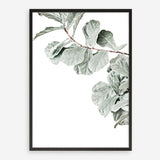 Shop Fiddle-Leaf Fig Photo Art Print a floral themed photography wall art print from The Print Emporium wall artwork collection - Buy Australian made fine art poster and framed prints for the home and your interior decor room, TPE-523-AP