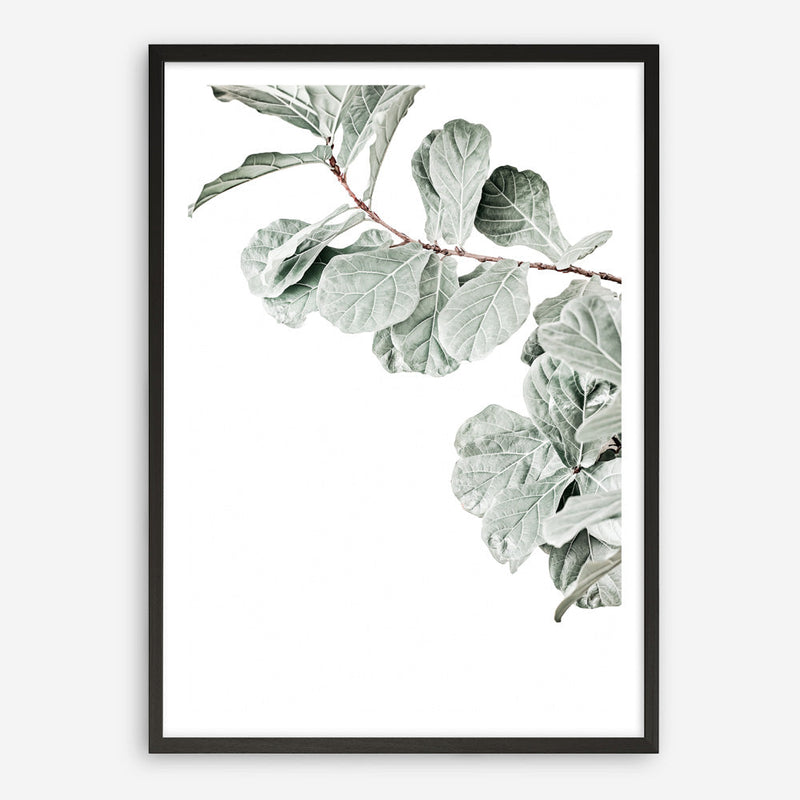 Shop Fiddle-Leaf Fig Photo Art Print a floral themed photography wall art print from The Print Emporium wall artwork collection - Buy Australian made fine art poster and framed prints for the home and your interior decor room, TPE-523-AP