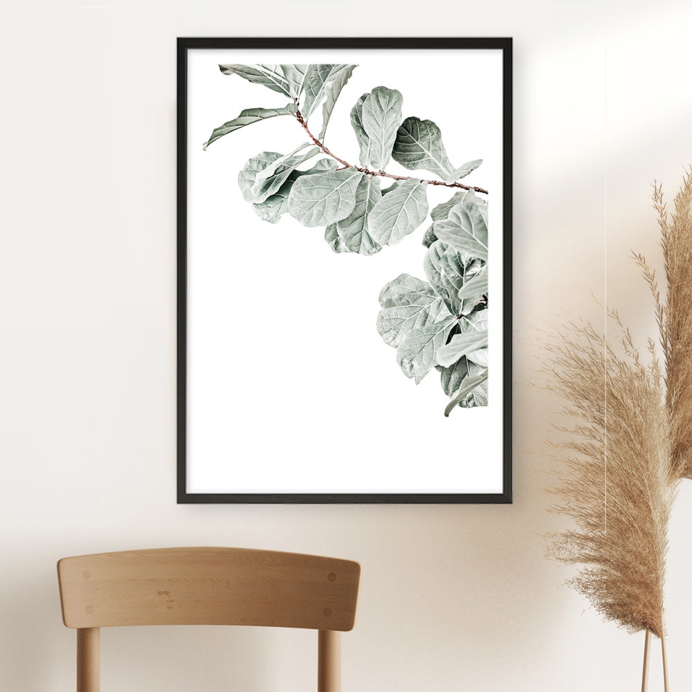 Shop Fiddle-Leaf Fig Photo Art Print a floral themed photography wall art print from The Print Emporium wall artwork collection - Buy Australian made fine art poster and framed prints for the home and your interior decor room, TPE-523-AP