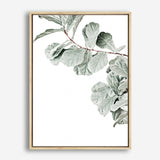 Shop Fiddle-Leaf Fig Photo Canvas Print a floral themed photography framed stretched canvas print from The Print Emporium wall artwork collection - Buy Australian made prints for the home and your interior decor space, TPE-523-CA-35X46-NF