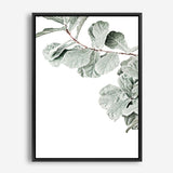 Shop Fiddle-Leaf Fig Photo Canvas Print a floral themed photography framed stretched canvas print from The Print Emporium wall artwork collection - Buy Australian made prints for the home and your interior decor space, TPE-523-CA-35X46-NF