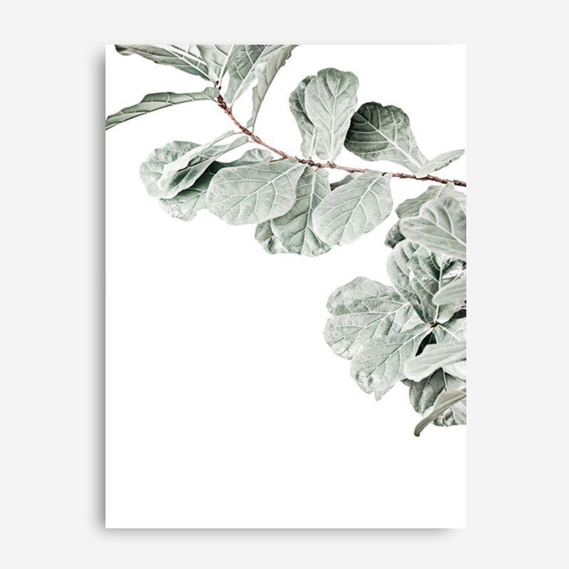 Shop Fiddle-Leaf Fig Photo Canvas Print a floral themed photography framed stretched canvas print from The Print Emporium wall artwork collection - Buy Australian made prints for the home and your interior decor space, TPE-523-CA-35X46-NF