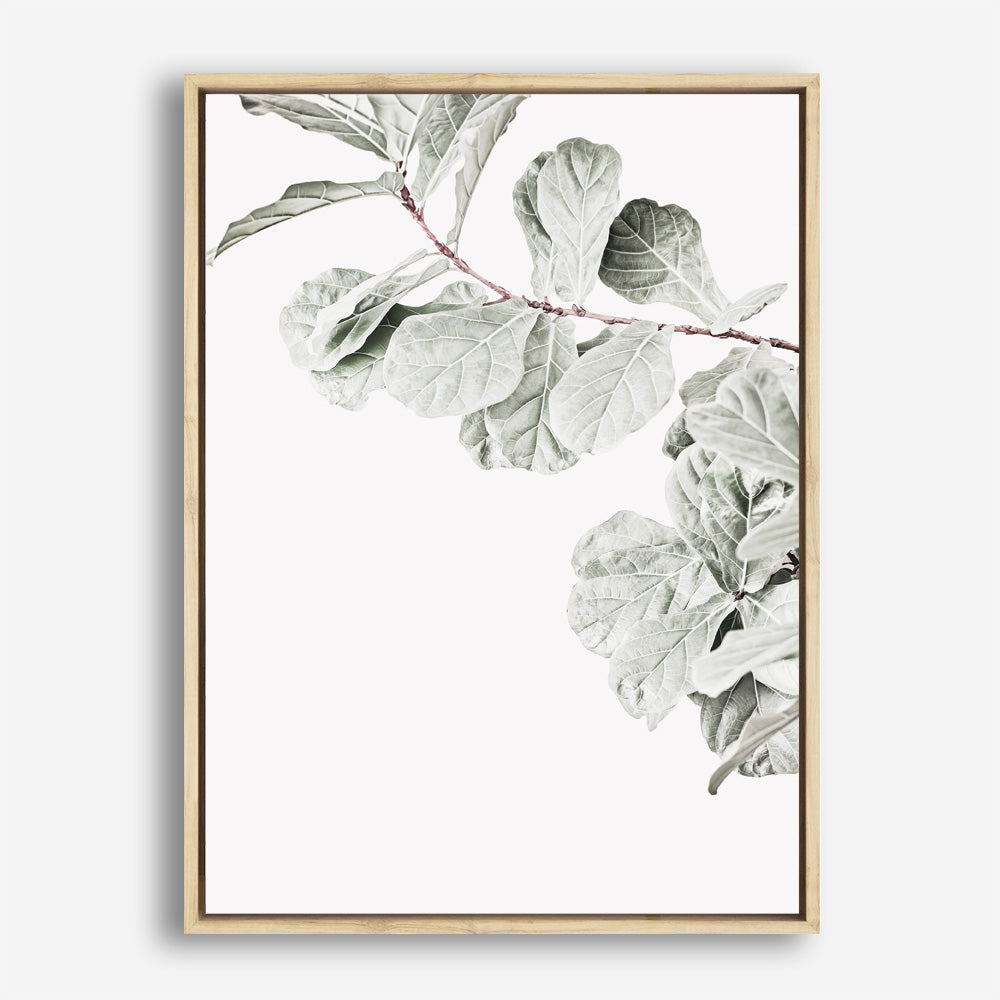 Shop Fiddle Leaf Fig Photo II Photo Canvas Print a floral themed photography framed stretched canvas print from The Print Emporium wall artwork collection - Buy Australian made prints for the home and your interior decor space, TPE-596-CA-35X46-NF