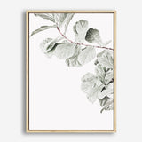 Shop Fiddle Leaf Fig Photo II Photo Canvas Print a floral themed photography framed stretched canvas print from The Print Emporium wall artwork collection - Buy Australian made prints for the home and your interior decor space, TPE-596-CA-35X46-NF