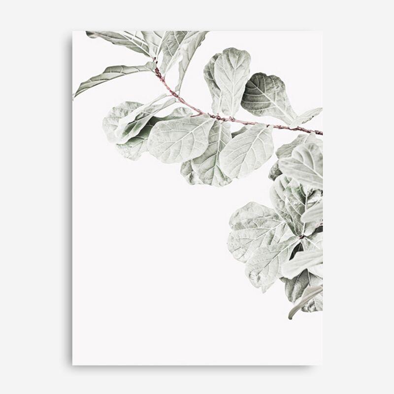Shop Fiddle Leaf Fig Photo II Photo Canvas Print a floral themed photography framed stretched canvas print from The Print Emporium wall artwork collection - Buy Australian made prints for the home and your interior decor space, TPE-596-CA-35X46-NF