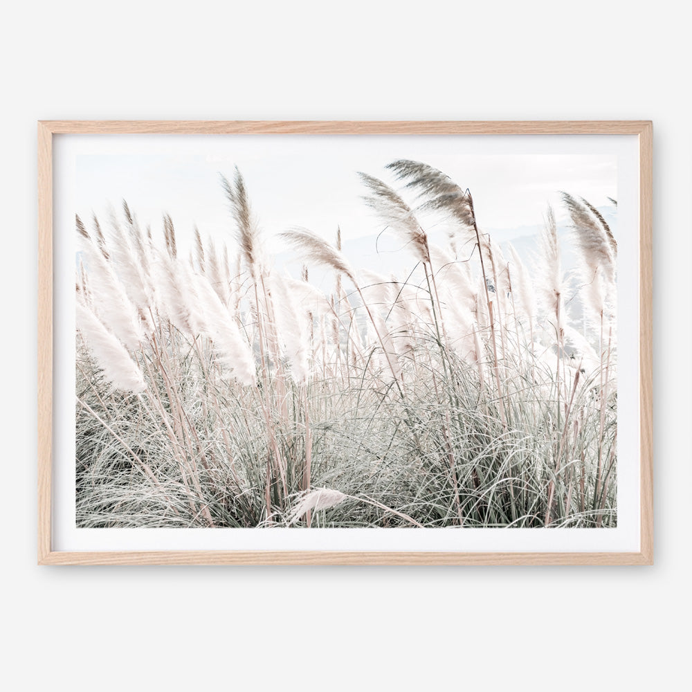 Shop Field of Pampas Grass Photo Art Print a coastal themed photography wall art print from The Print Emporium wall artwork collection - Buy Australian made fine art poster and framed prints for the home and your interior decor, TPE-912-AP