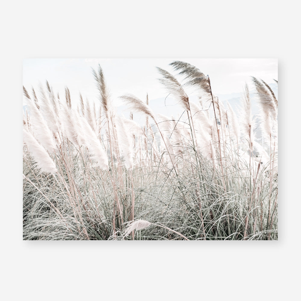 Shop Field of Pampas Grass Photo Art Print a coastal themed photography wall art print from The Print Emporium wall artwork collection - Buy Australian made fine art poster and framed prints for the home and your interior decor, TPE-912-AP