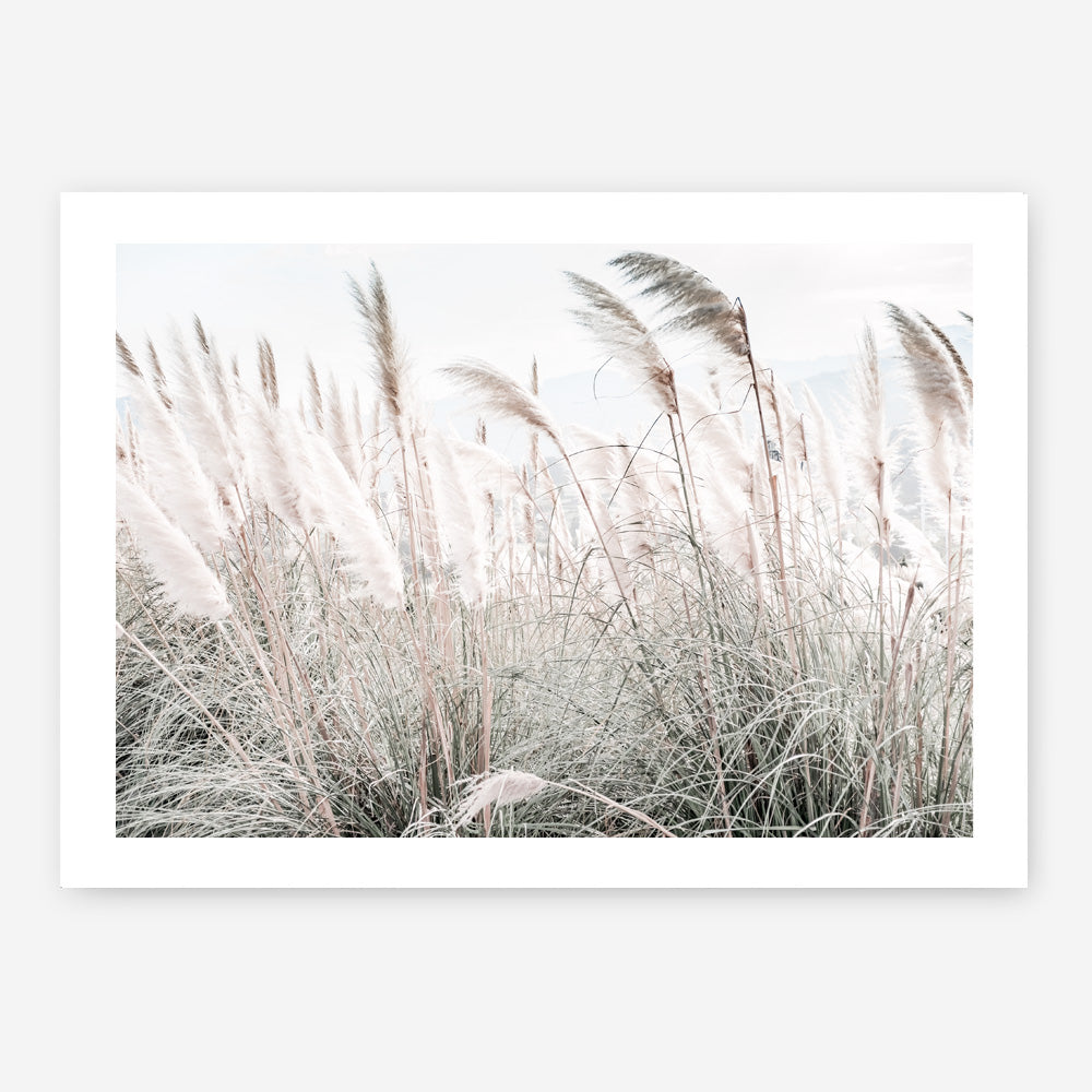 Shop Field of Pampas Grass Photo Art Print a coastal themed photography wall art print from The Print Emporium wall artwork collection - Buy Australian made fine art poster and framed prints for the home and your interior decor, TPE-912-AP