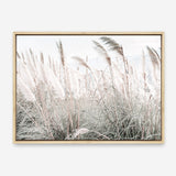 Shop Field of Pampas Grass Photo Canvas Print a coastal themed photography framed stretched canvas print from The Print Emporium wall artwork collection - Buy Australian made prints for the home and your interior decor space, TPE-912-CA-35X46-NF