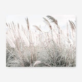 Shop Field of Pampas Grass Photo Canvas Print a coastal themed photography framed stretched canvas print from The Print Emporium wall artwork collection - Buy Australian made prints for the home and your interior decor space, TPE-912-CA-35X46-NF