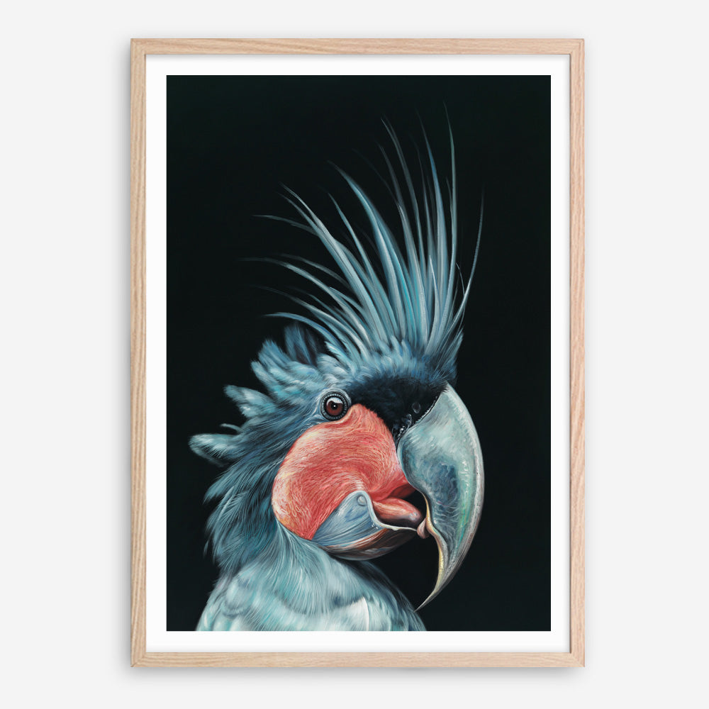 Shop Frankie The Palm Cockatoo Art Print a painted bird themed wall art print from The Print Emporium wall artwork collection - Buy Australian made fine art painting style poster and framed prints for the home and your interior decor room, TPE-217-AP
