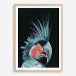 Shop Frankie The Palm Cockatoo Art Print a painted bird themed wall art print from The Print Emporium wall artwork collection - Buy Australian made fine art painting style poster and framed prints for the home and your interior decor room, TPE-217-AP