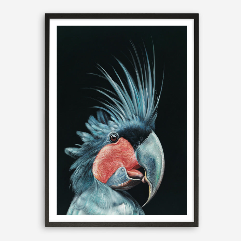 Shop Frankie The Palm Cockatoo Art Print a painted bird themed wall art print from The Print Emporium wall artwork collection - Buy Australian made fine art painting style poster and framed prints for the home and your interior decor room, TPE-217-AP