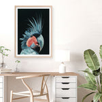 Shop Frankie The Palm Cockatoo Art Print a painted bird themed wall art print from The Print Emporium wall artwork collection - Buy Australian made fine art painting style poster and framed prints for the home and your interior decor room, TPE-217-AP