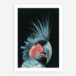 Shop Frankie The Palm Cockatoo Art Print a painted bird themed wall art print from The Print Emporium wall artwork collection - Buy Australian made fine art painting style poster and framed prints for the home and your interior decor room, TPE-217-AP