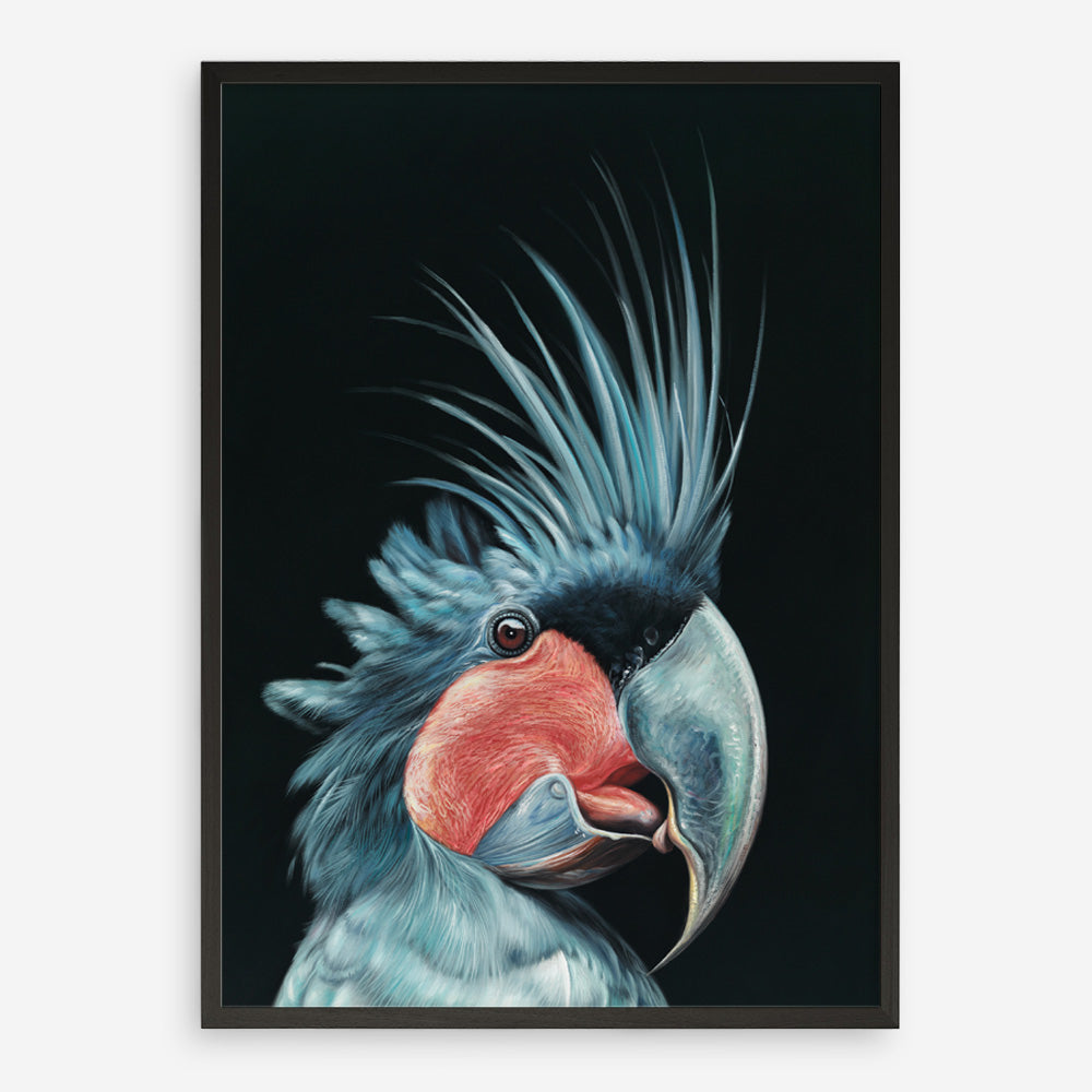 Shop Frankie The Palm Cockatoo Art Print a painted bird themed wall art print from The Print Emporium wall artwork collection - Buy Australian made fine art painting style poster and framed prints for the home and your interior decor room, TPE-217-AP