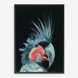 Shop Frankie The Palm Cockatoo Art Print a painted bird themed wall art print from The Print Emporium wall artwork collection - Buy Australian made fine art painting style poster and framed prints for the home and your interior decor room, TPE-217-AP