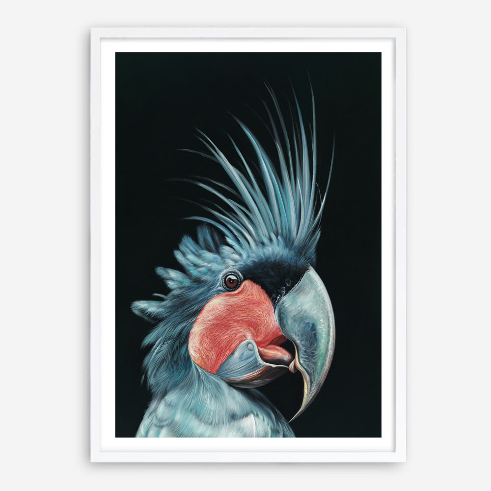 Shop Frankie The Palm Cockatoo Art Print a painted bird themed wall art print from The Print Emporium wall artwork collection - Buy Australian made fine art painting style poster and framed prints for the home and your interior decor room, TPE-217-AP