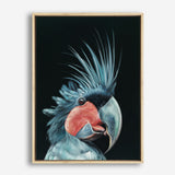 Shop Frankie The Palm Cockatoo Canvas Print a painted bird themed framed canvas wall art print from The Print Emporium artwork collection - Buy Australian made fine art painting style stretched canvas prints for the home and your interior decor space, TPE-217-CA-35X46-NF