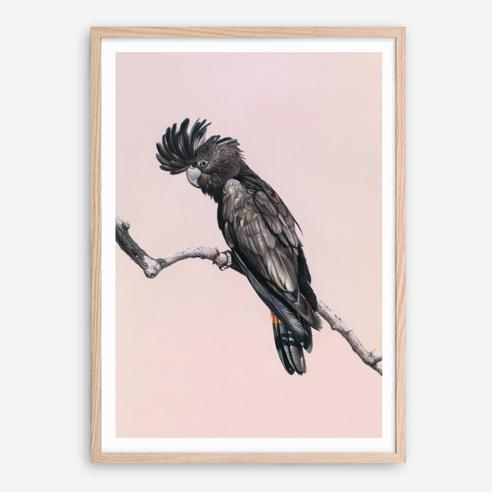 Shop George The Black Cockatoo (Pink) Art Print a painted bird themed wall art print from The Print Emporium wall artwork collection - Buy Australian made fine art painting style poster and framed prints for the home and your interior decor room, TPE-224-AP