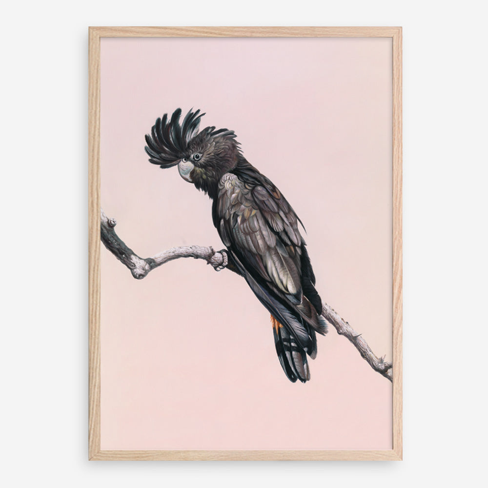 Shop George The Black Cockatoo (Pink) Art Print a painted bird themed wall art print from The Print Emporium wall artwork collection - Buy Australian made fine art painting style poster and framed prints for the home and your interior decor room, TPE-224-AP