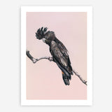 Shop George The Black Cockatoo (Pink) Art Print a painted bird themed wall art print from The Print Emporium wall artwork collection - Buy Australian made fine art painting style poster and framed prints for the home and your interior decor room, TPE-224-AP