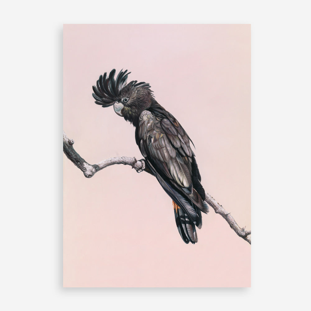 Shop George The Black Cockatoo (Pink) Art Print a painted bird themed wall art print from The Print Emporium wall artwork collection - Buy Australian made fine art painting style poster and framed prints for the home and your interior decor room, TPE-224-AP