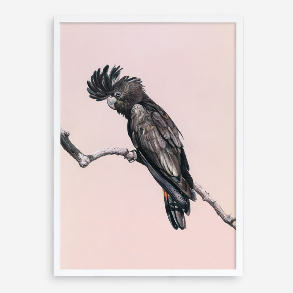 Shop George The Black Cockatoo (Pink) Art Print a painted bird themed wall art print from The Print Emporium wall artwork collection - Buy Australian made fine art painting style poster and framed prints for the home and your interior decor room, TPE-224-AP