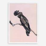 Shop George The Black Cockatoo (Pink) Art Print a painted bird themed wall art print from The Print Emporium wall artwork collection - Buy Australian made fine art painting style poster and framed prints for the home and your interior decor room, TPE-224-AP