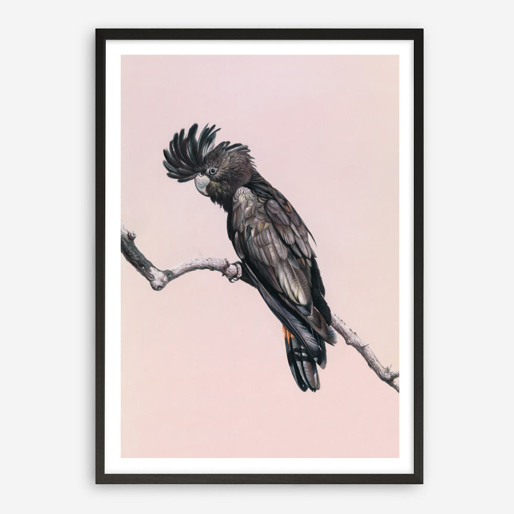 Shop George The Black Cockatoo (Pink) Art Print a painted bird themed wall art print from The Print Emporium wall artwork collection - Buy Australian made fine art painting style poster and framed prints for the home and your interior decor room, TPE-224-AP