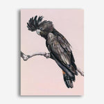 Shop George The Black Cockatoo (Pink) Canvas Print a painted bird themed framed canvas wall art print from The Print Emporium artwork collection - Buy Australian made fine art painting style stretched canvas prints for the home and your interior decor space, TPE-224-CA-35X46-NF