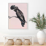 Shop George The Black Cockatoo (Pink) Canvas Print a painted bird themed framed canvas wall art print from The Print Emporium artwork collection - Buy Australian made fine art painting style stretched canvas prints for the home and your interior decor space, TPE-224-CA-35X46-NF