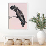 Shop George The Black Cockatoo (Pink) Canvas Print a painted bird themed framed canvas wall art print from The Print Emporium artwork collection - Buy Australian made fine art painting style stretched canvas prints for the home and your interior decor space, TPE-224-CA-35X46-NF