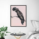 Shop George The Black Cockatoo (Pink) Canvas Print a painted bird themed framed canvas wall art print from The Print Emporium artwork collection - Buy Australian made fine art painting style stretched canvas prints for the home and your interior decor space, TPE-224-CA-35X46-NF