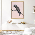 Shop George The Black Cockatoo (Pink) Canvas Print a painted bird themed framed canvas wall art print from The Print Emporium artwork collection - Buy Australian made fine art painting style stretched canvas prints for the home and your interior decor space, TPE-224-CA-35X46-NF