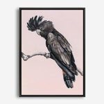 Shop George The Black Cockatoo (Pink) Canvas Print a painted bird themed framed canvas wall art print from The Print Emporium artwork collection - Buy Australian made fine art painting style stretched canvas prints for the home and your interior decor space, TPE-224-CA-35X46-NF