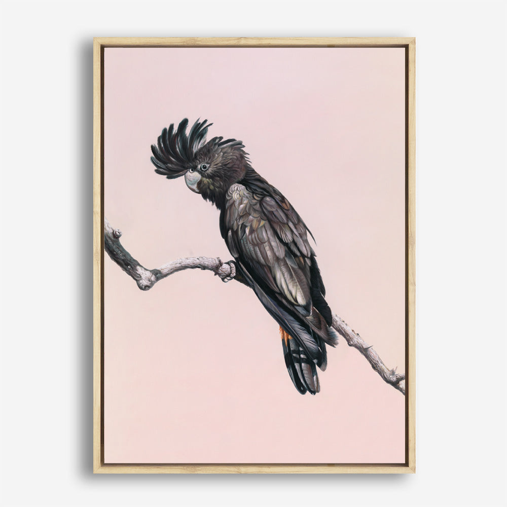 Shop George The Black Cockatoo (Pink) Canvas Print a painted bird themed framed canvas wall art print from The Print Emporium artwork collection - Buy Australian made fine art painting style stretched canvas prints for the home and your interior decor space, TPE-224-CA-35X46-NF