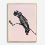 Shop George The Black Cockatoo (Pink) Canvas Print a painted bird themed framed canvas wall art print from The Print Emporium artwork collection - Buy Australian made fine art painting style stretched canvas prints for the home and your interior decor space, TPE-224-CA-35X46-NF