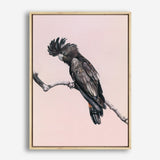 Shop George The Black Cockatoo (Pink) Canvas Print a painted bird themed framed canvas wall art print from The Print Emporium artwork collection - Buy Australian made fine art painting style stretched canvas prints for the home and your interior decor space, TPE-224-CA-35X46-NF