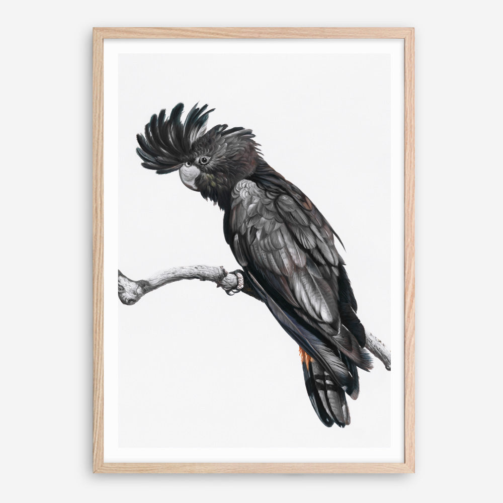 Shop George The Black Cockatoo (White) Art Print a painted bird themed wall art print from The Print Emporium wall artwork collection - Buy Australian made fine art painting style poster and framed prints for the home and your interior decor room, TPE-225-AP