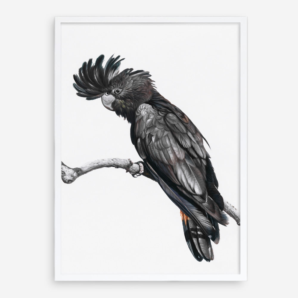 Shop George The Black Cockatoo (White) Art Print a painted bird themed wall art print from The Print Emporium wall artwork collection - Buy Australian made fine art painting style poster and framed prints for the home and your interior decor room, TPE-225-AP
