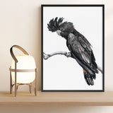 Shop George The Black Cockatoo (White) Art Print a painted bird themed wall art print from The Print Emporium wall artwork collection - Buy Australian made fine art painting style poster and framed prints for the home and your interior decor room, TPE-225-AP