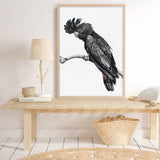 Shop George The Black Cockatoo (White) Art Print a painted bird themed wall art print from The Print Emporium wall artwork collection - Buy Australian made fine art painting style poster and framed prints for the home and your interior decor room, TPE-225-AP
