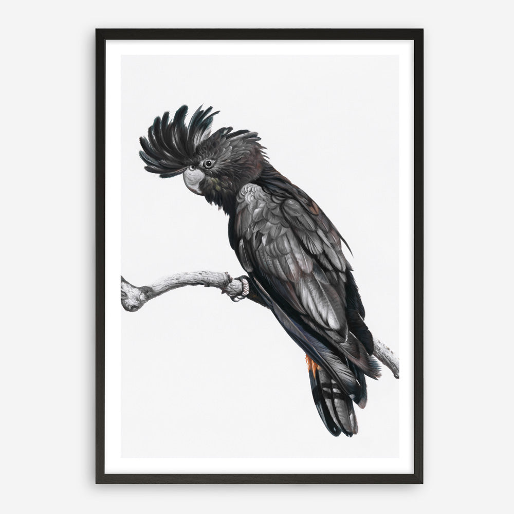 Shop George The Black Cockatoo (White) Art Print a painted bird themed wall art print from The Print Emporium wall artwork collection - Buy Australian made fine art painting style poster and framed prints for the home and your interior decor room, TPE-225-AP