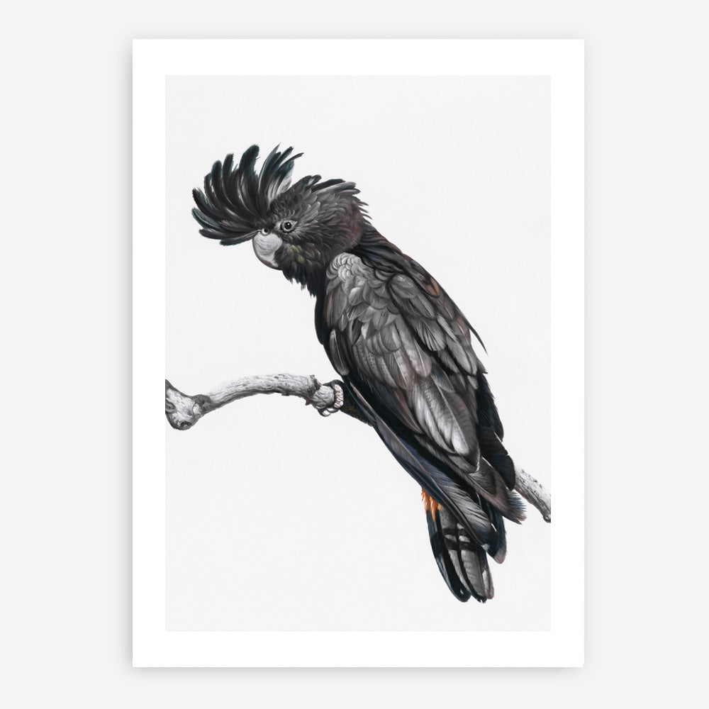 Shop George The Black Cockatoo (White) Art Print a painted bird themed wall art print from The Print Emporium wall artwork collection - Buy Australian made fine art painting style poster and framed prints for the home and your interior decor room, TPE-225-AP