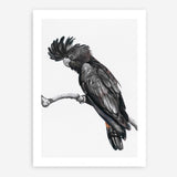 Shop George The Black Cockatoo (White) Art Print a painted bird themed wall art print from The Print Emporium wall artwork collection - Buy Australian made fine art painting style poster and framed prints for the home and your interior decor room, TPE-225-AP