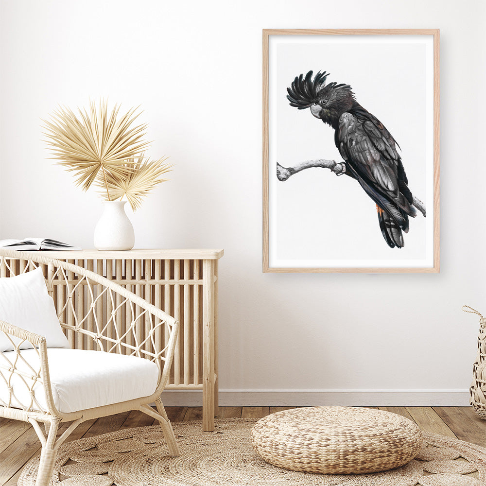 Shop George The Black Cockatoo (White) Art Print a painted bird themed wall art print from The Print Emporium wall artwork collection - Buy Australian made fine art painting style poster and framed prints for the home and your interior decor room, TPE-225-AP