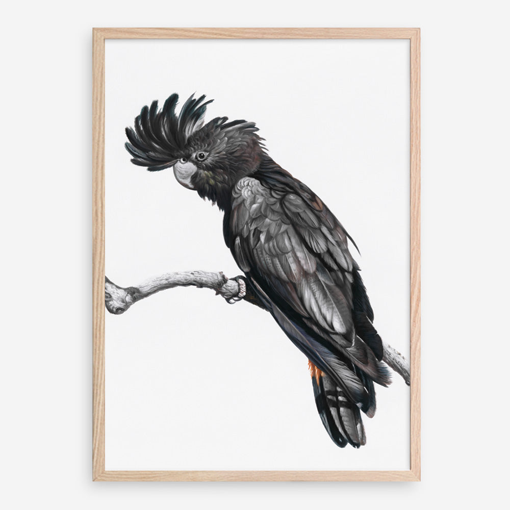 Shop George The Black Cockatoo (White) Art Print a painted bird themed wall art print from The Print Emporium wall artwork collection - Buy Australian made fine art painting style poster and framed prints for the home and your interior decor room, TPE-225-AP