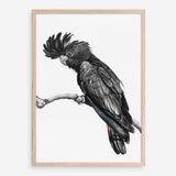 Shop George The Black Cockatoo (White) Art Print a painted bird themed wall art print from The Print Emporium wall artwork collection - Buy Australian made fine art painting style poster and framed prints for the home and your interior decor room, TPE-225-AP